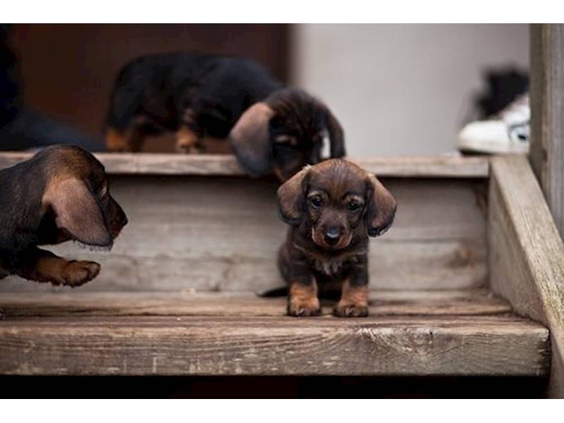 Sydney City Accommodation/Tourism Business for Sale Slide 3