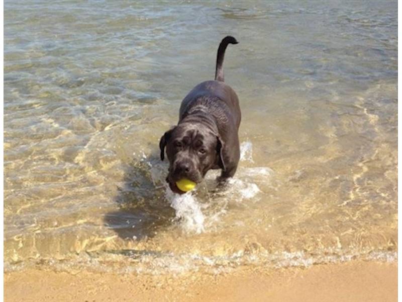 Sydney City Accommodation/Tourism Business for Sale Slide 4