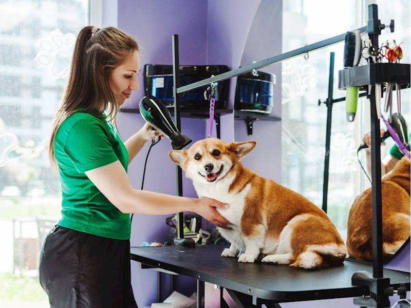 South Sydney Animal-related services Business for Sale Slide 2