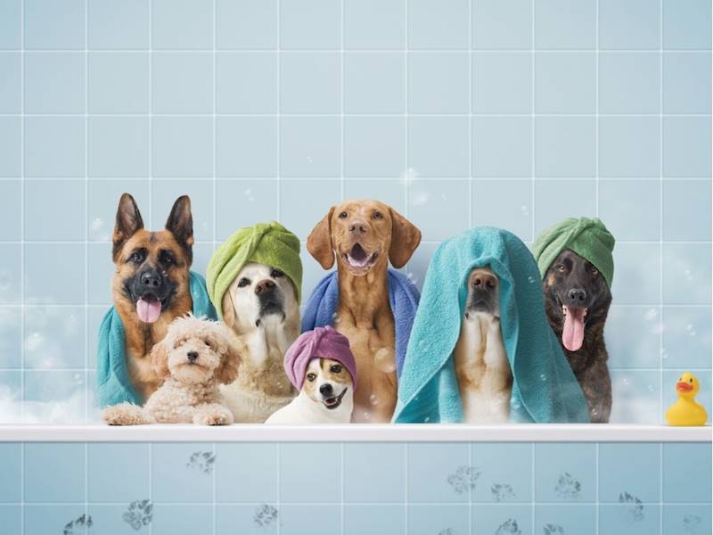 South Sydney Animal-related services Business for Sale Slide 3