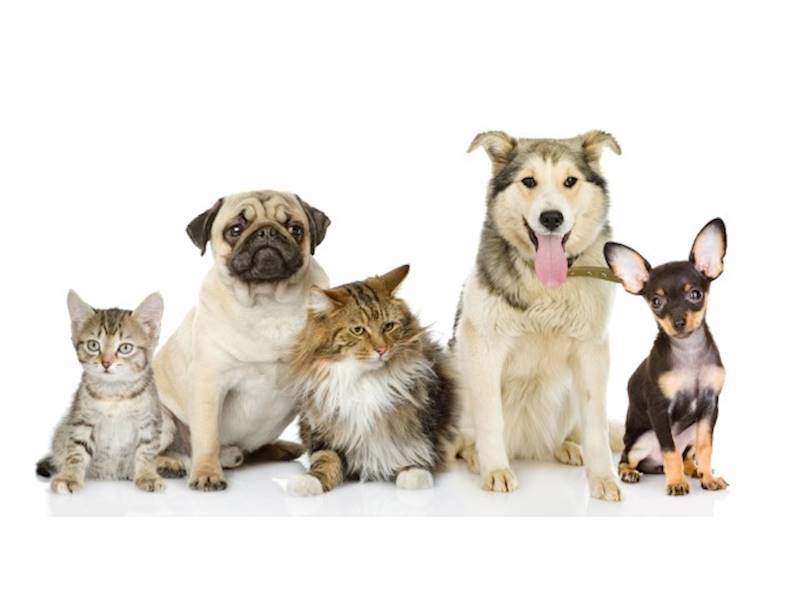 Ipswich Animal-related services Business for Sale