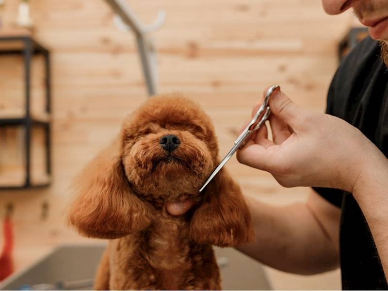 North Shore - Lower Animal-related services Business for Sale Slide 2