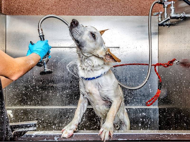 North Shore - Lower Animal-related services Business for Sale Slide 3