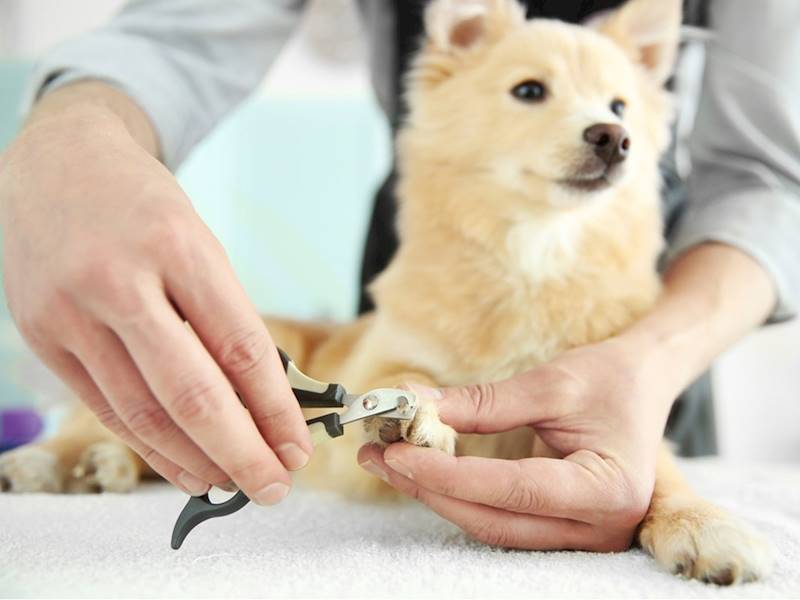 North Shore - Lower Animal-related services Business for Sale Slide 4