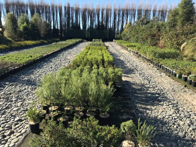 Plant Nursery FHGC LINK Business Brokers New Zealand