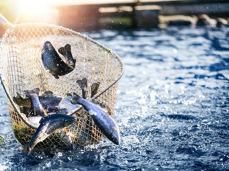 Profitable Commercial Fishing Business for Sale LINK Business Brokers