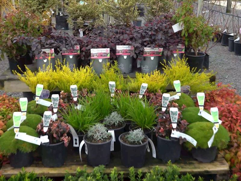 Established Tree Nursery for Sale – Allwood Trees | LINK Business ...