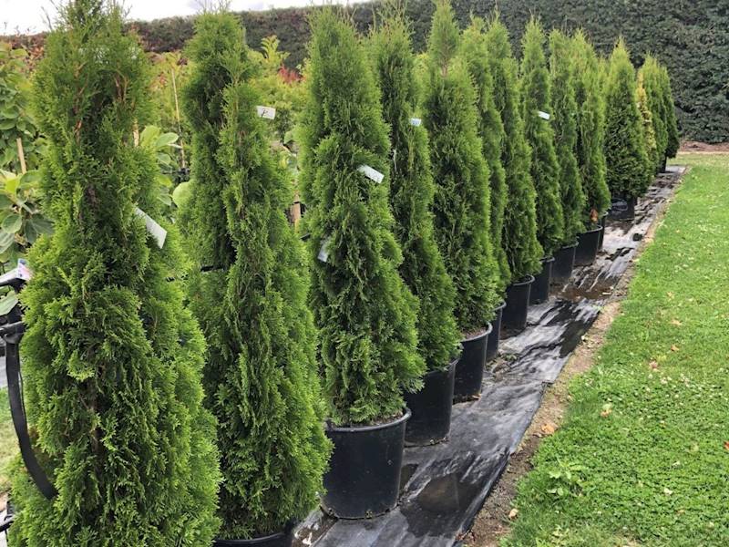 Established Tree Nursery for Sale – Allwood Trees | LINK Business ...